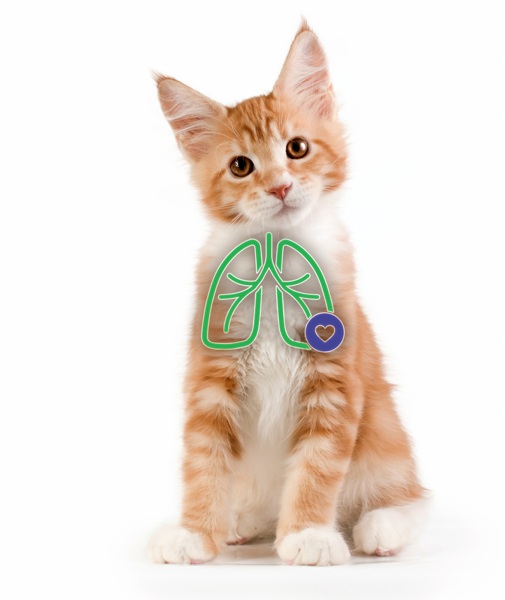 AeroKat dla kotów z symptomami Astmy